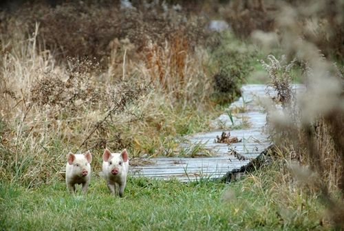 我們的環(huán)境會(huì)好嗎？——“數(shù)說(shuō)”大氣、水、土壤污染防治三大戰(zhàn)役